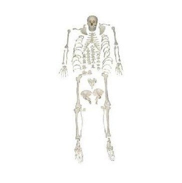 Human Skeleton Model, Disarticulated Human Skeleton Model, Disarticulated